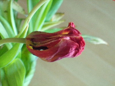 tulipan III